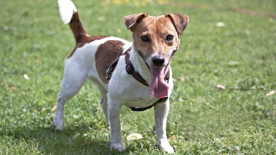 Die Chronische Bronchitis beim Hund