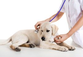 Husten bei Hunden Behandlung Bronchitis bei Hunden Therapie