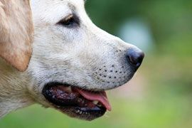 Husten beim Hund Husten beim Hund