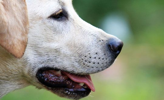 Husten bei Hunden Husten bei Hunden