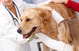 Husten bei Hunden Diagnose Bronchitis bei Hunden Diagnose